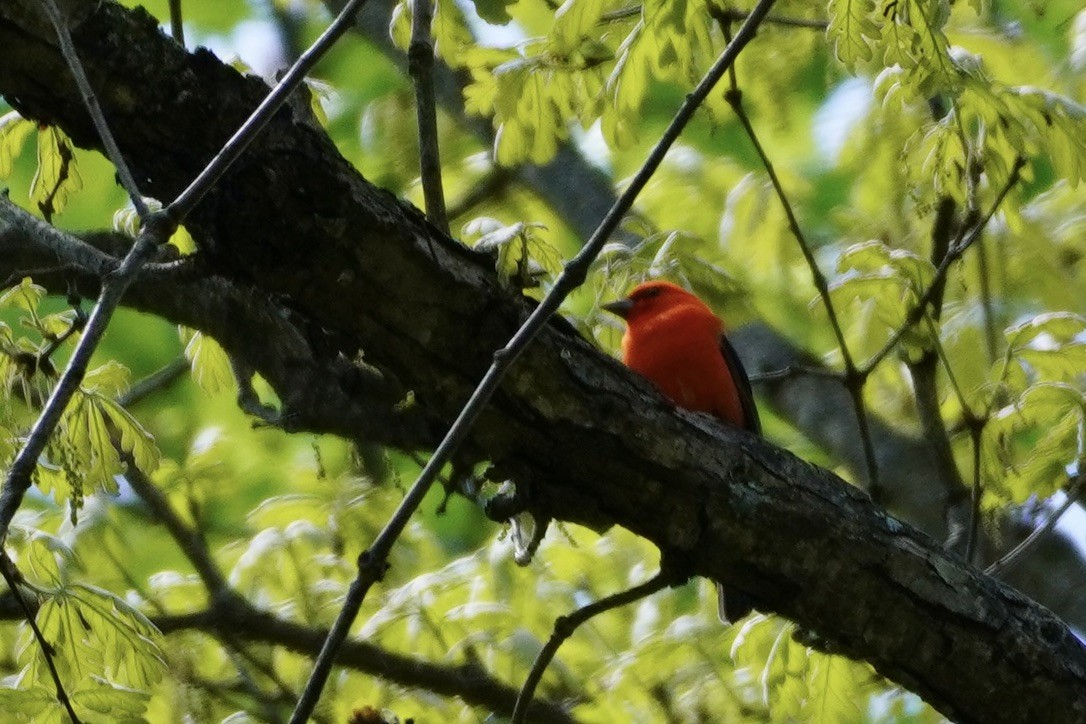 Scarlet Tanager - linda kleinhenz