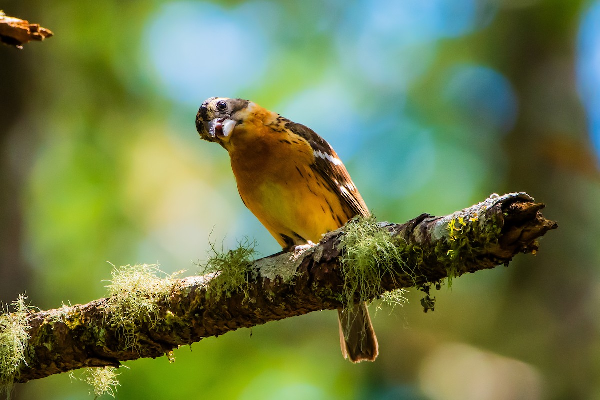 Black-headed Grosbeak - Brandon Lloyd