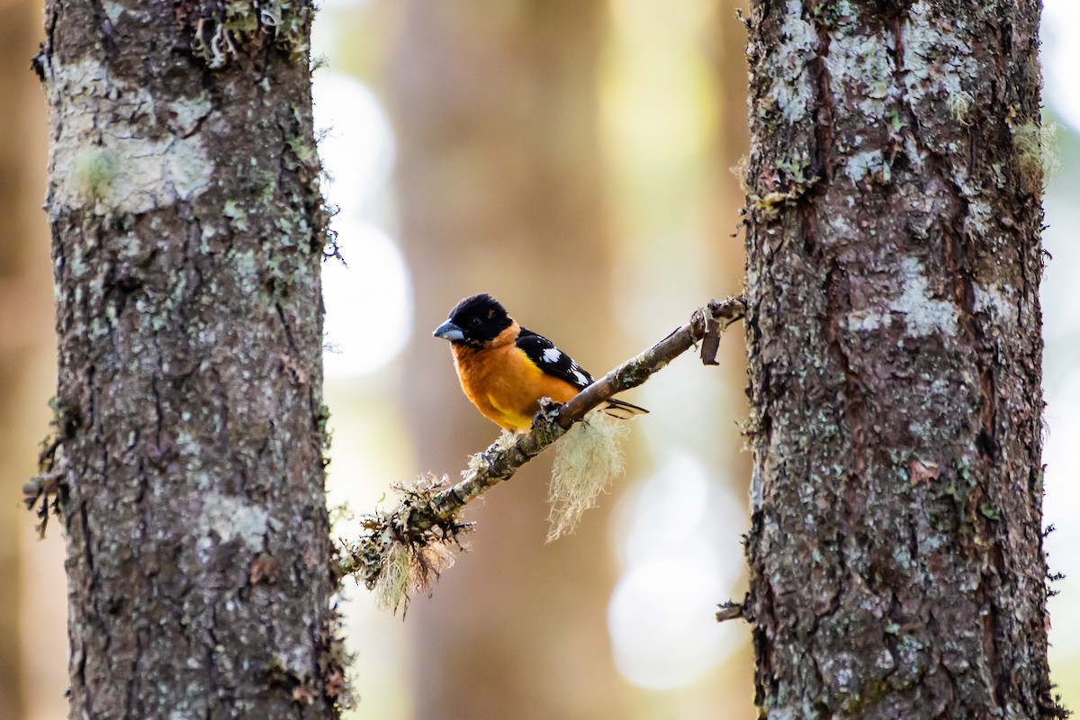 Black-headed Grosbeak - Brandon Lloyd