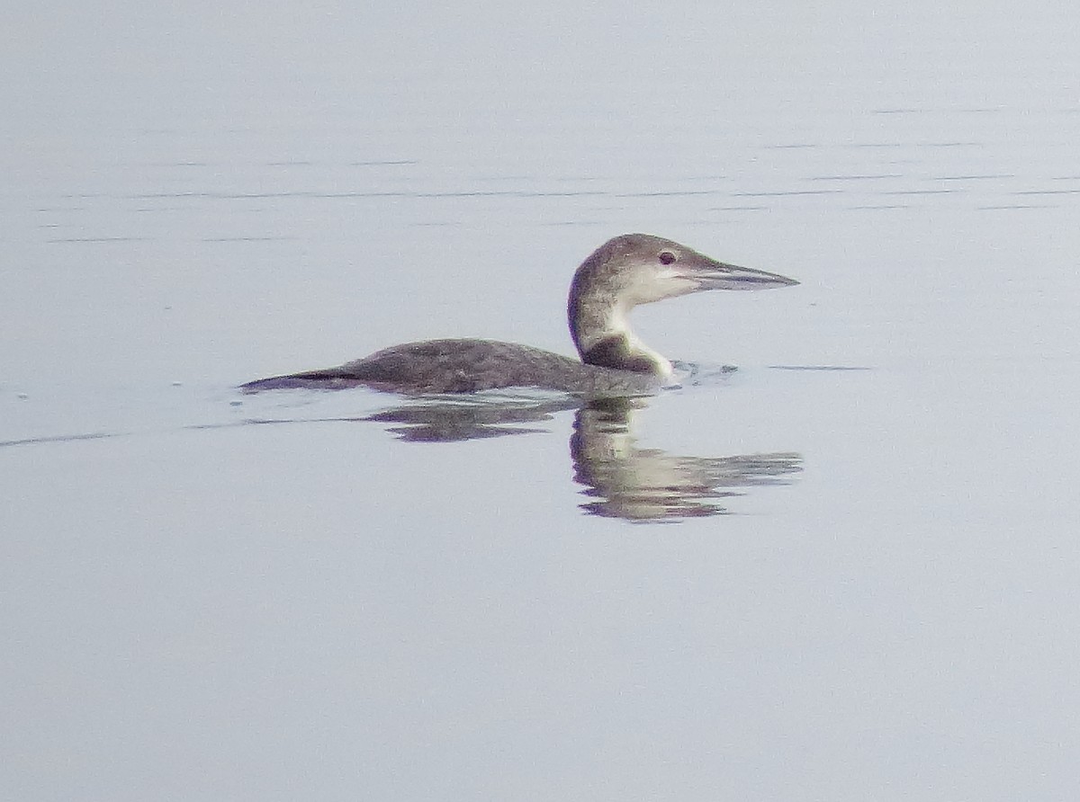 Plongeon huard - ML619203450