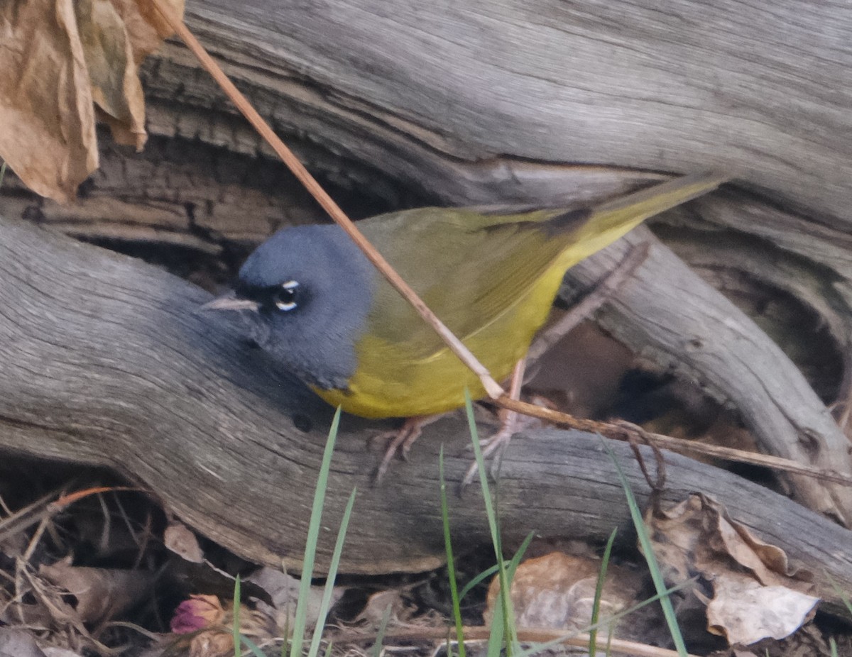 MacGillivray's Warbler - Maggie  Ryan