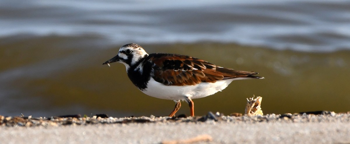 Ruddy Turnstone - Gregory Hartman