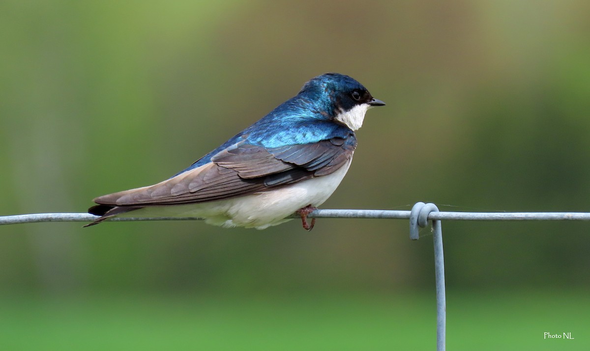 Tree Swallow - Nathalie L. COHL 🕊
