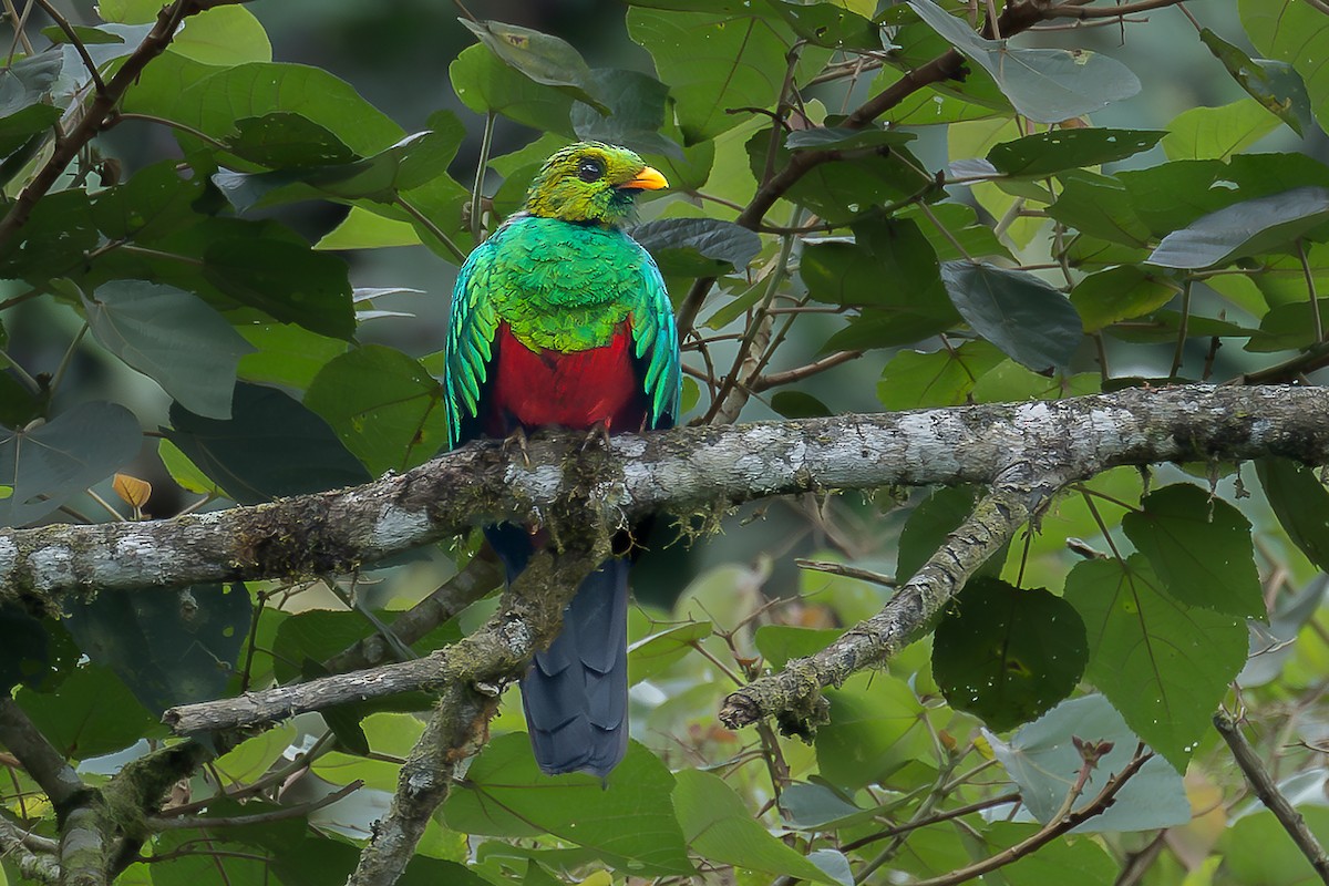 Golden-headed Quetzal - Heiler Uribe