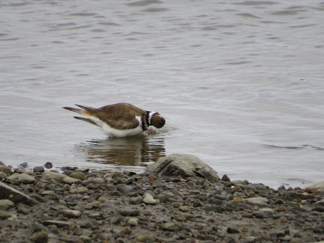 Killdeer - ML619203472