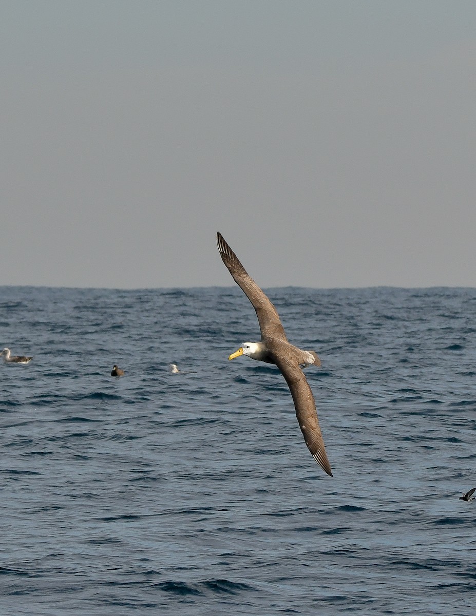 Waved Albatross - Elisa Focante