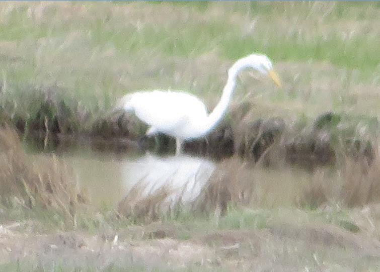 Great Egret - Mary Conant