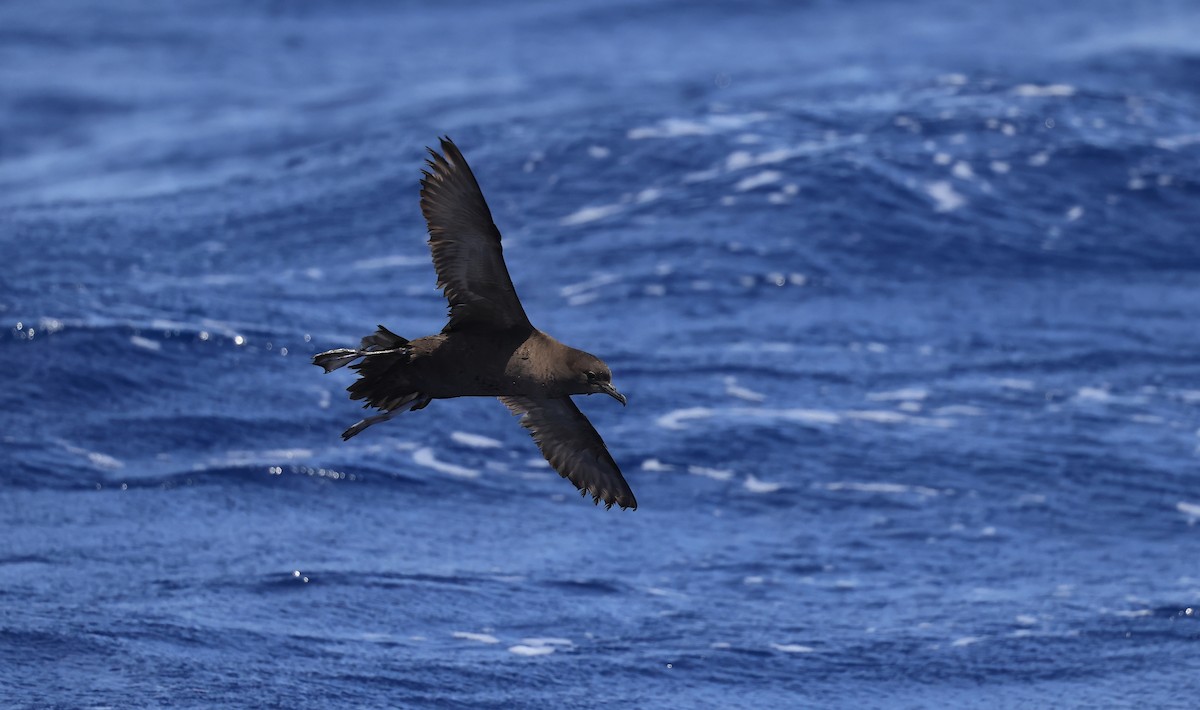 Short-tailed Shearwater - Allen Lyu