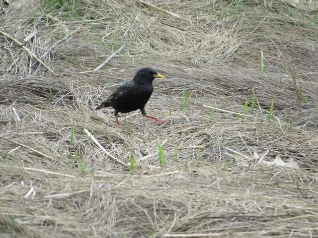 European Starling - ML619203489