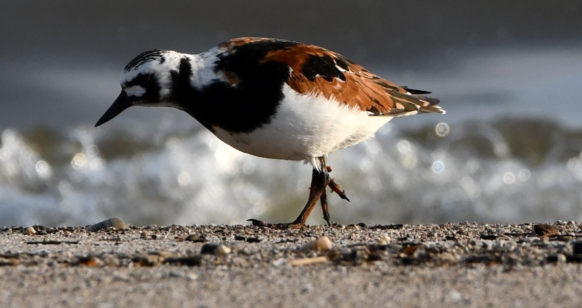 Ruddy Turnstone - Gregory Hartman