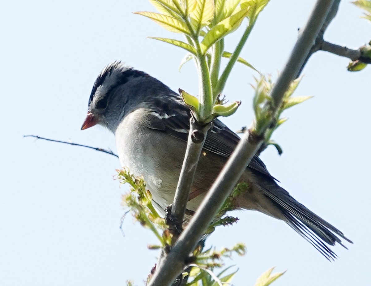 White-crowned Sparrow (Gambel's) - Eunice Schroeder