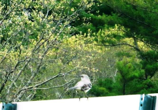 Northern Mockingbird - Mary Conant