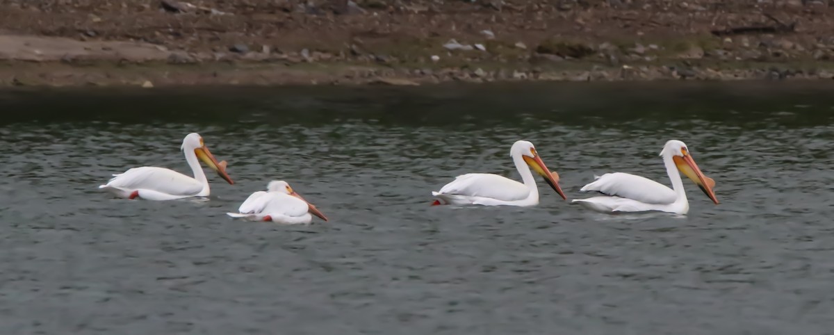 American White Pelican - David Woodhouse