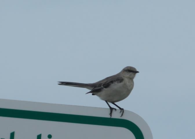 Northern Mockingbird - ML619203519