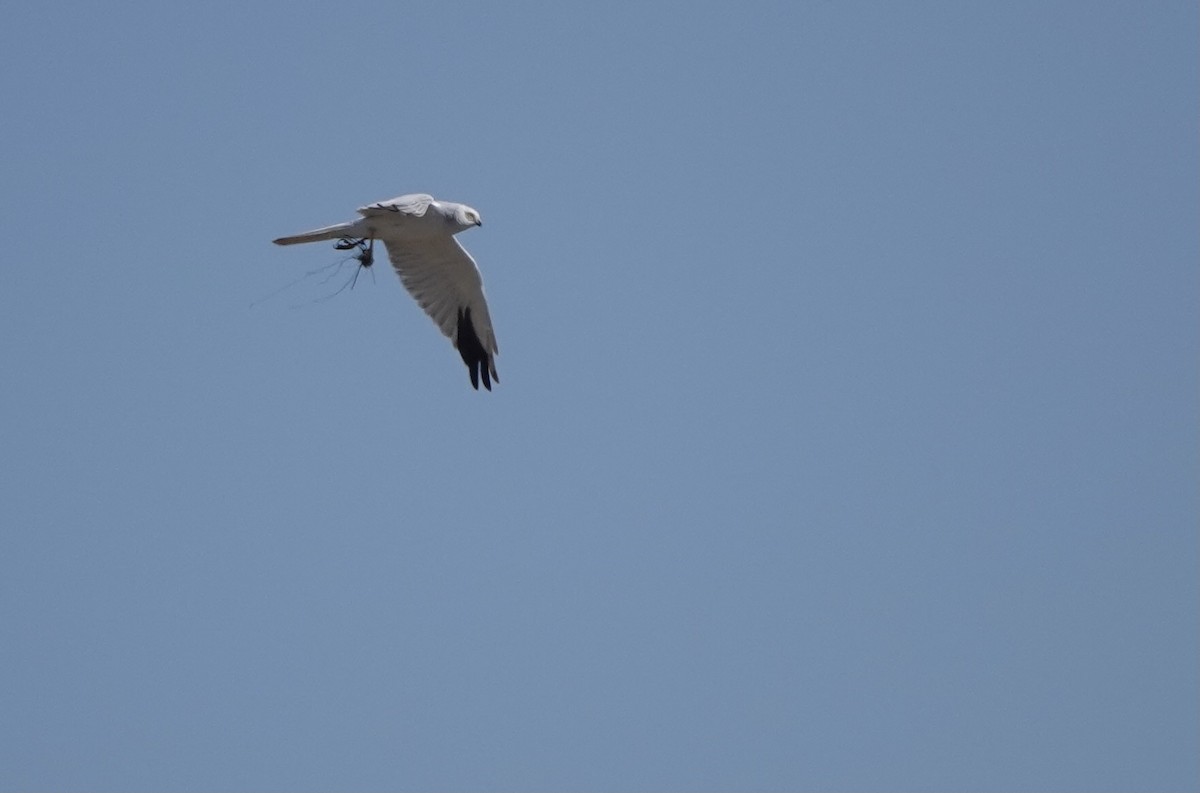 Pallid Harrier - Martin Kennewell