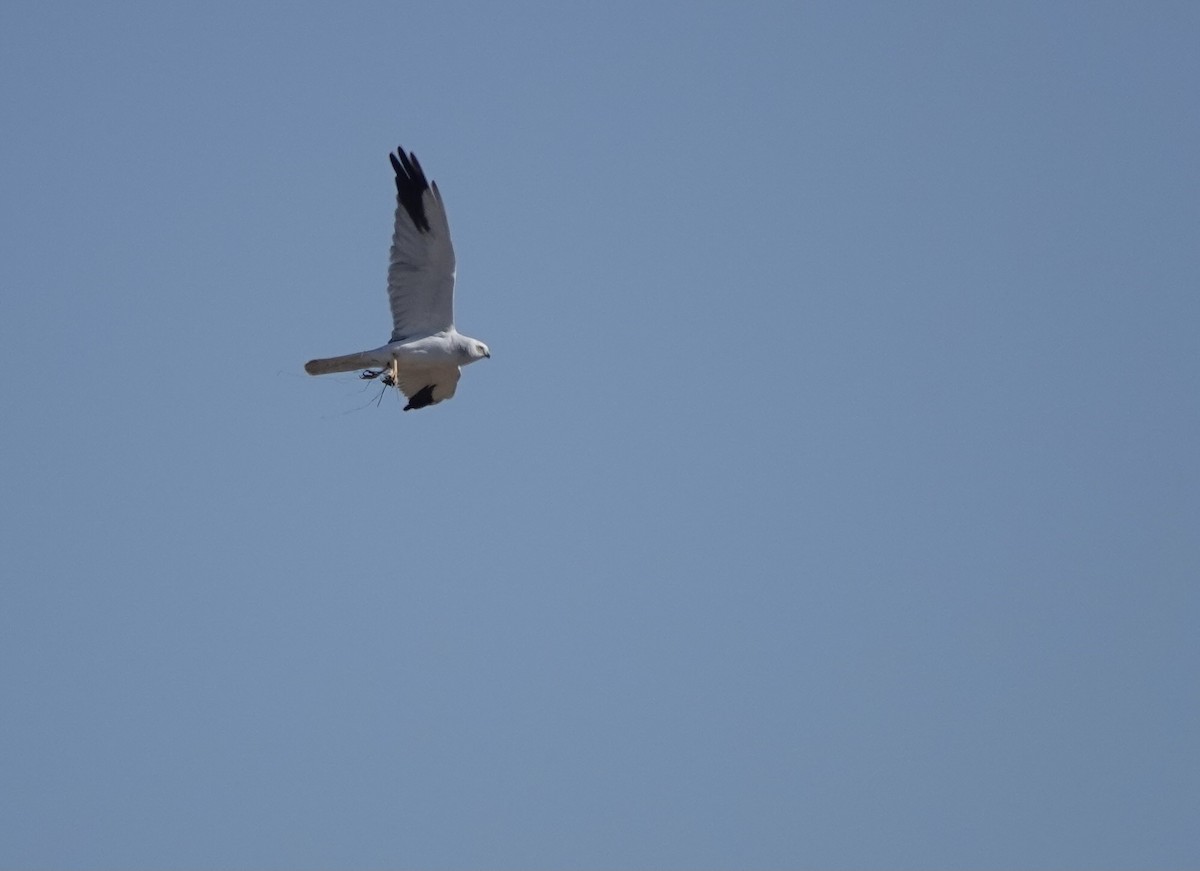 Pallid Harrier - Martin Kennewell