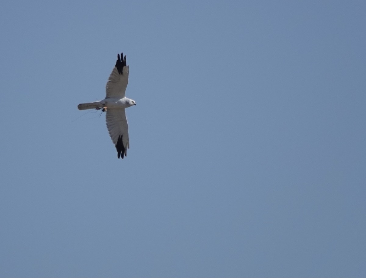 Pallid Harrier - Martin Kennewell