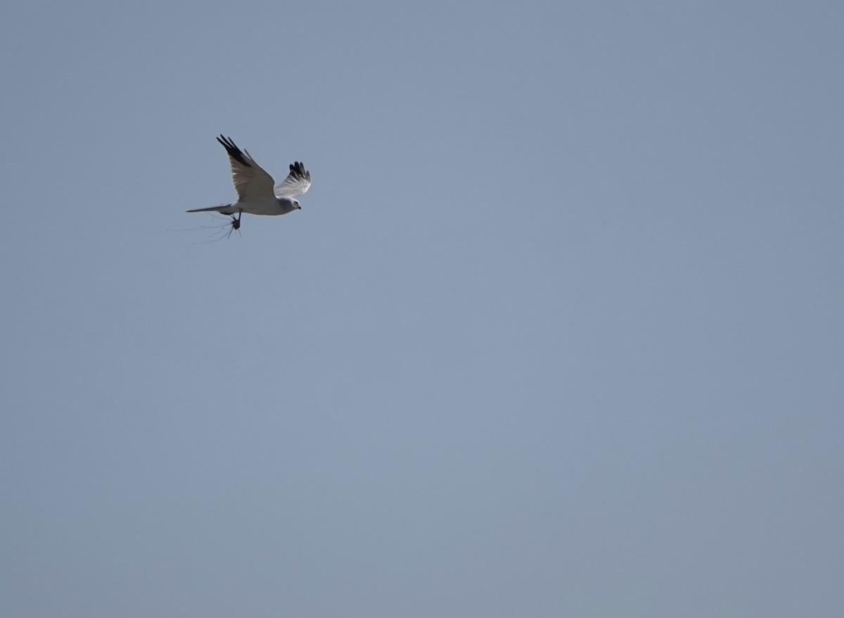 Pallid Harrier - Martin Kennewell