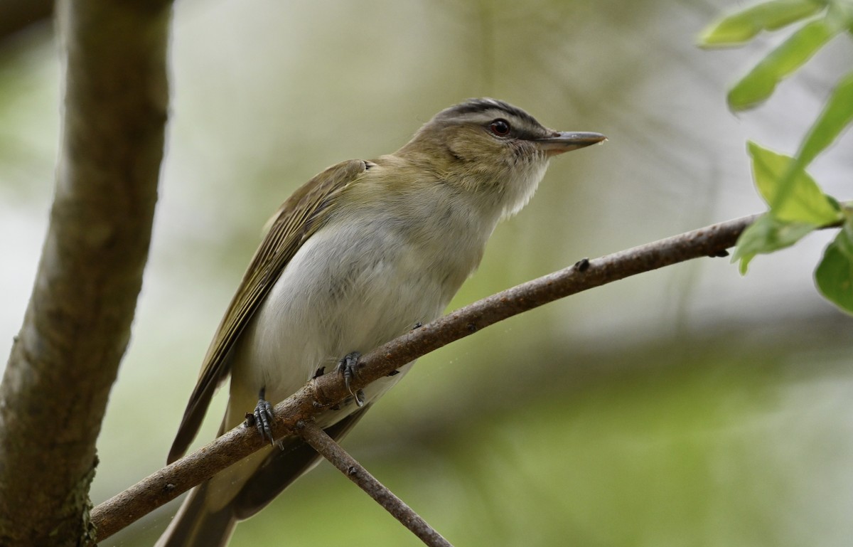 Kızıl Gözlü Vireo - ML619203544