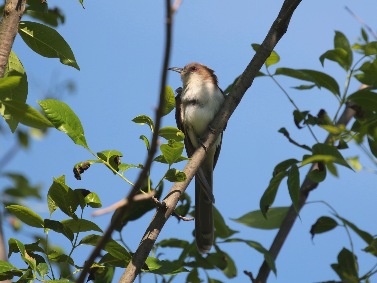 Black-billed Cuckoo - Paul Jacyk