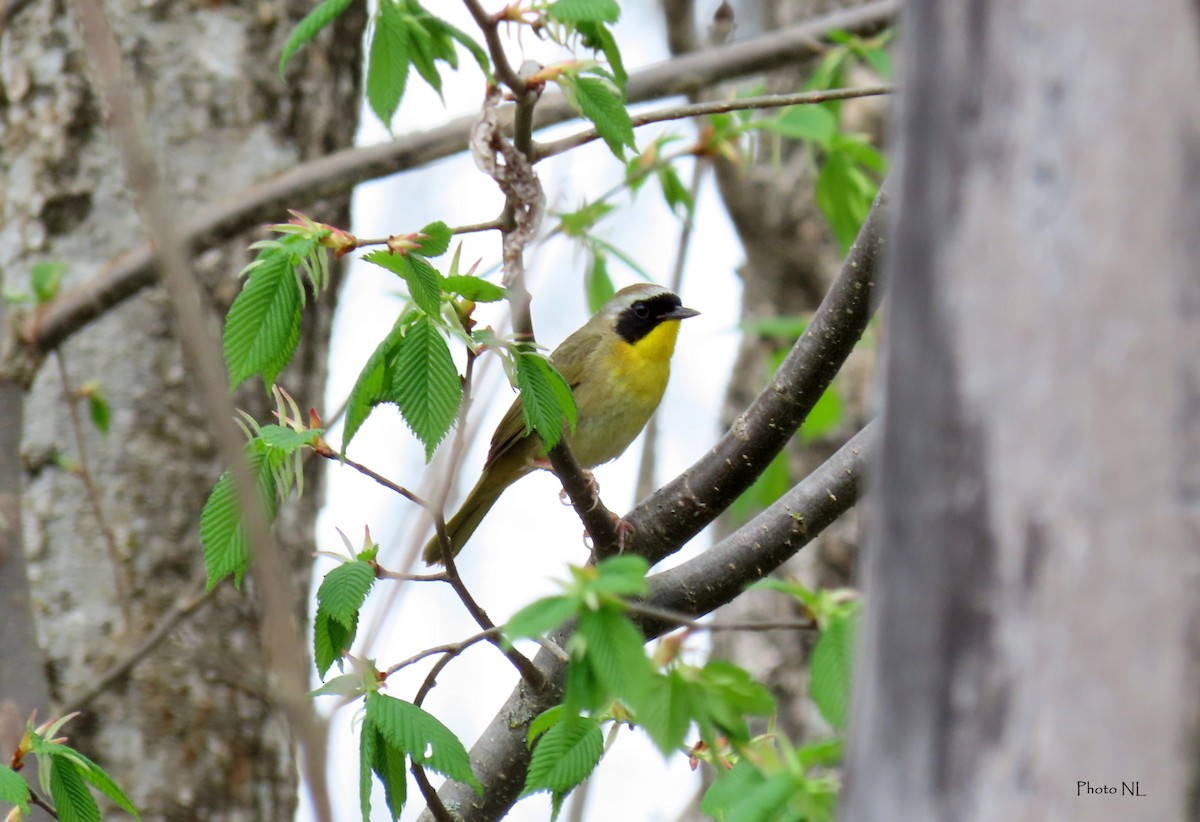 Common Yellowthroat - Nathalie L. COHL 🕊