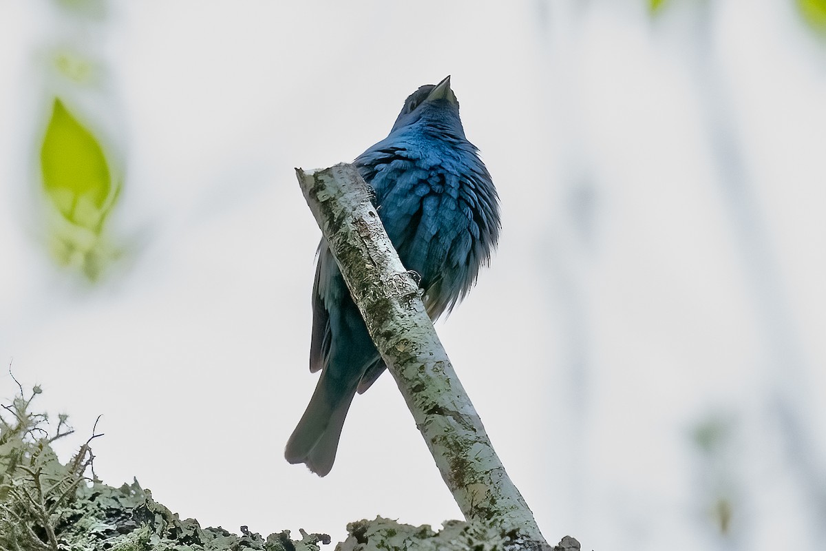 Indigo Bunting - Shori Velles