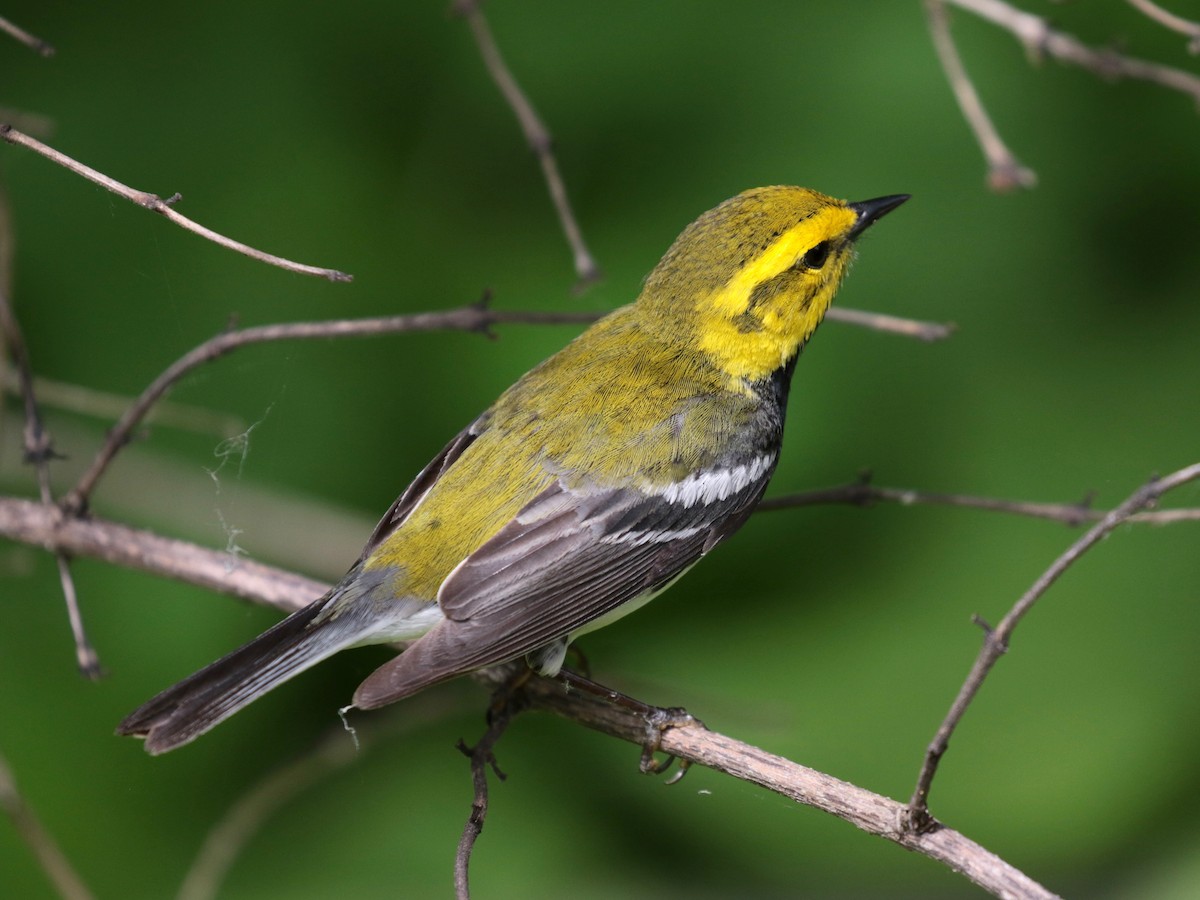 Black-throated Green Warbler - Paul Jacyk