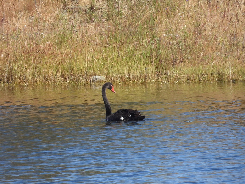 Black Swan - Beth Bruckheimer
