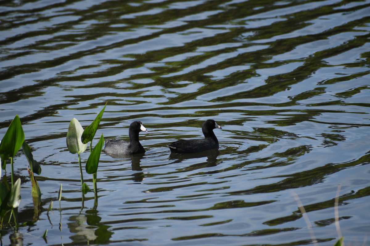 American Coot - Neil D