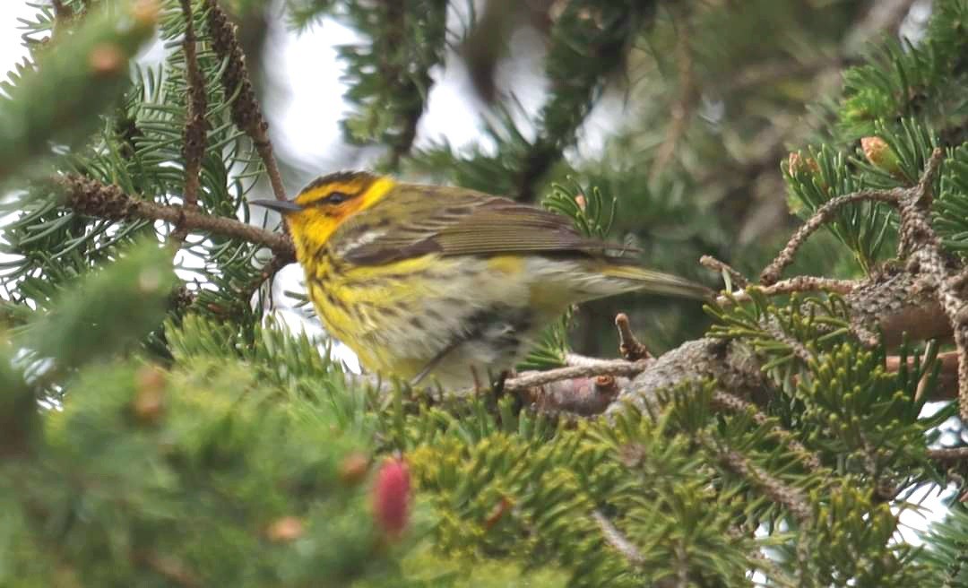 Cape May Warbler - Marcus Brown