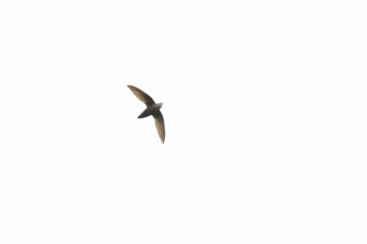 Chimney Swift - joe demko