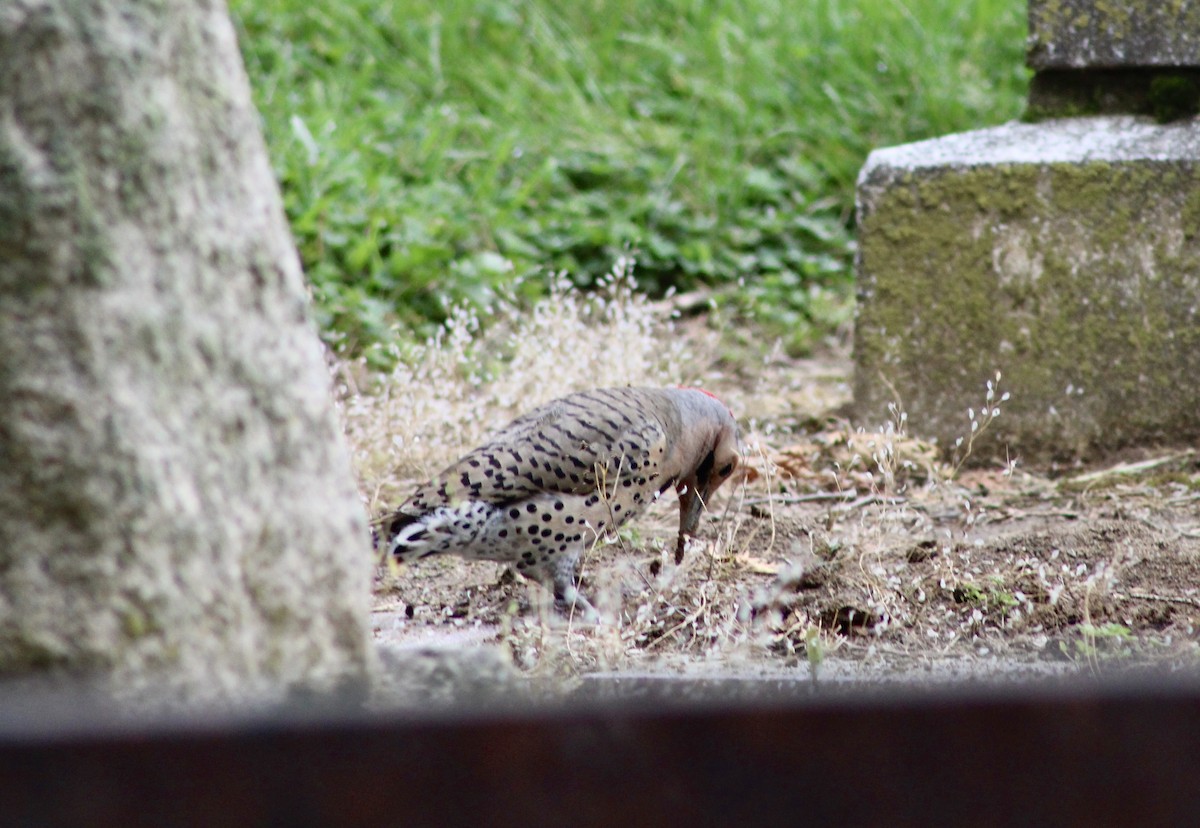 Northern Flicker - ML619203580