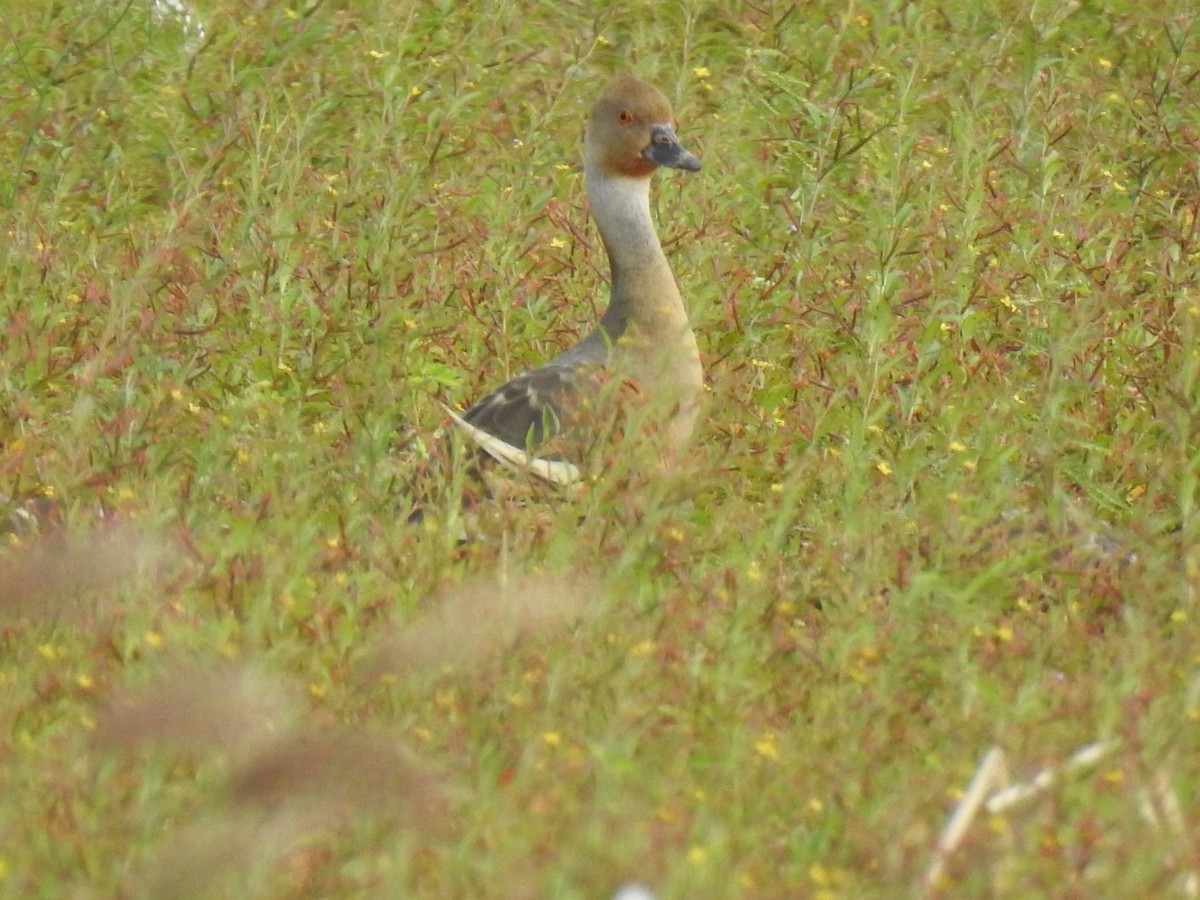 Plumed Whistling-Duck - Monica Mesch