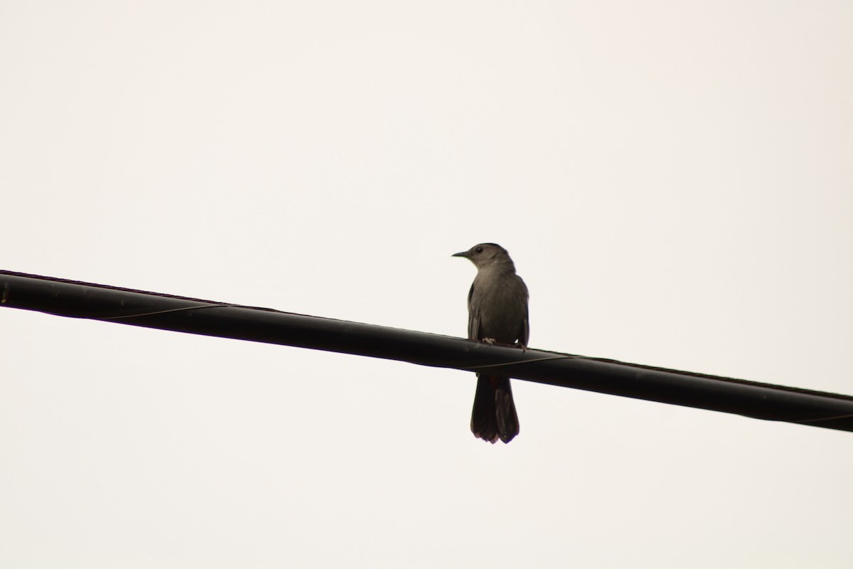 Gray Catbird - India Digiacomo