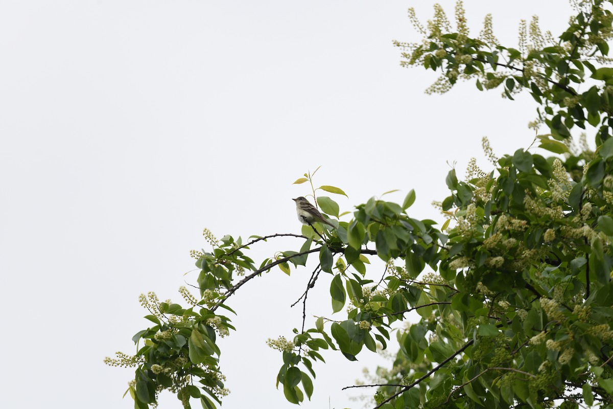 Willow Flycatcher - ML619203598