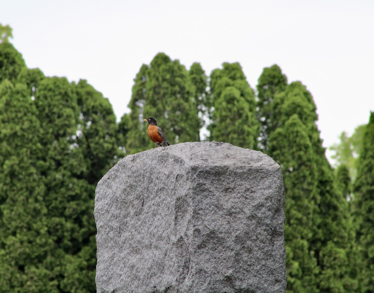 American Robin - India Digiacomo