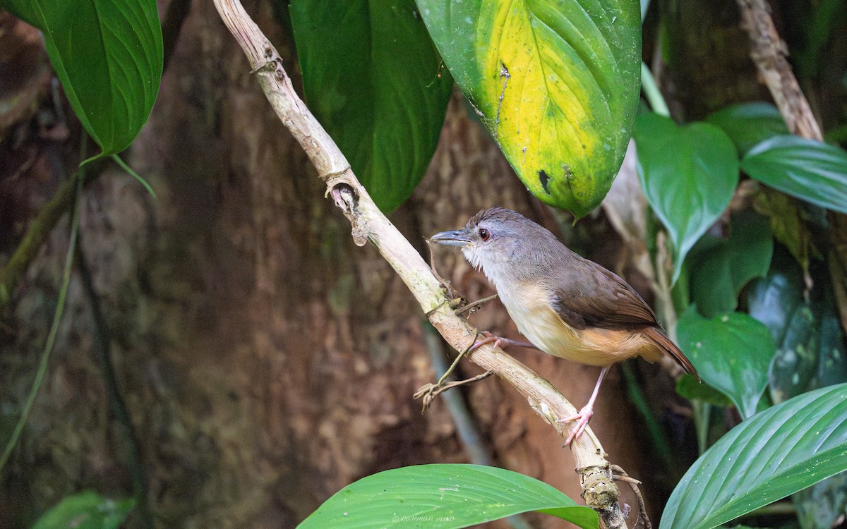 Short-tailed Babbler - Rahman Mandu