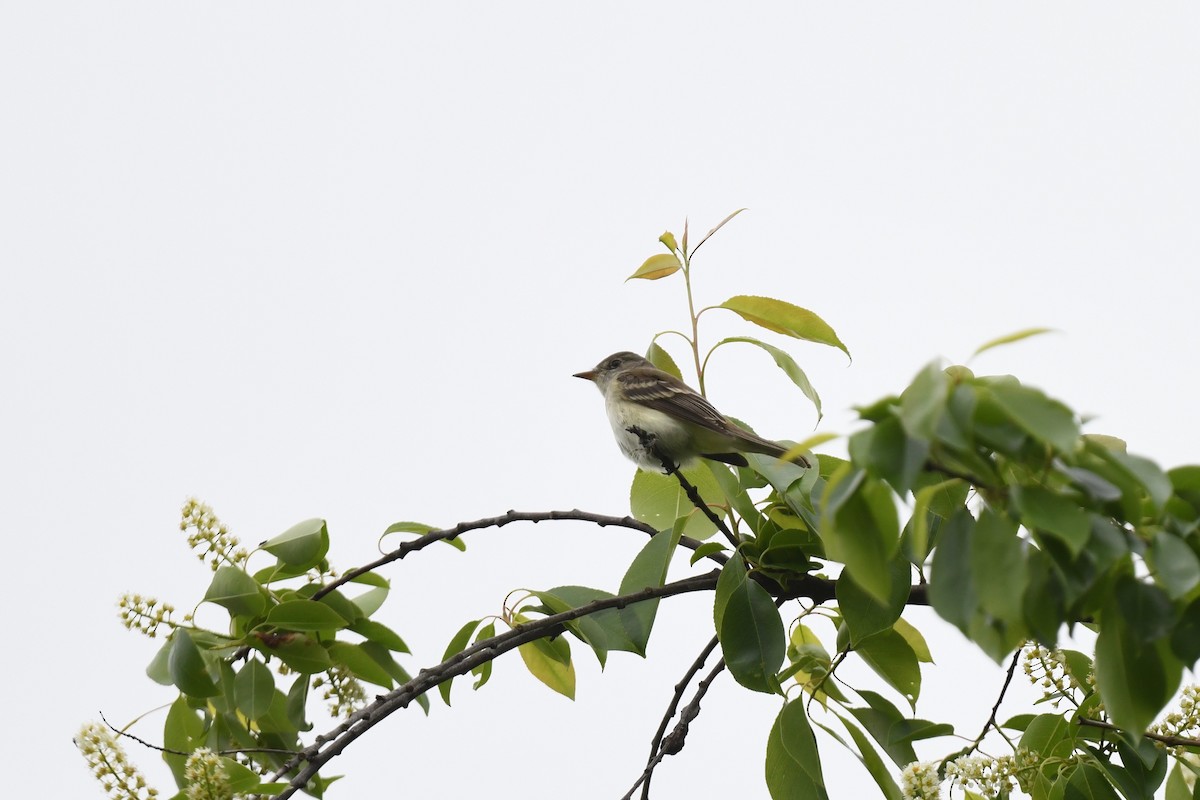 Willow Flycatcher - ML619203611