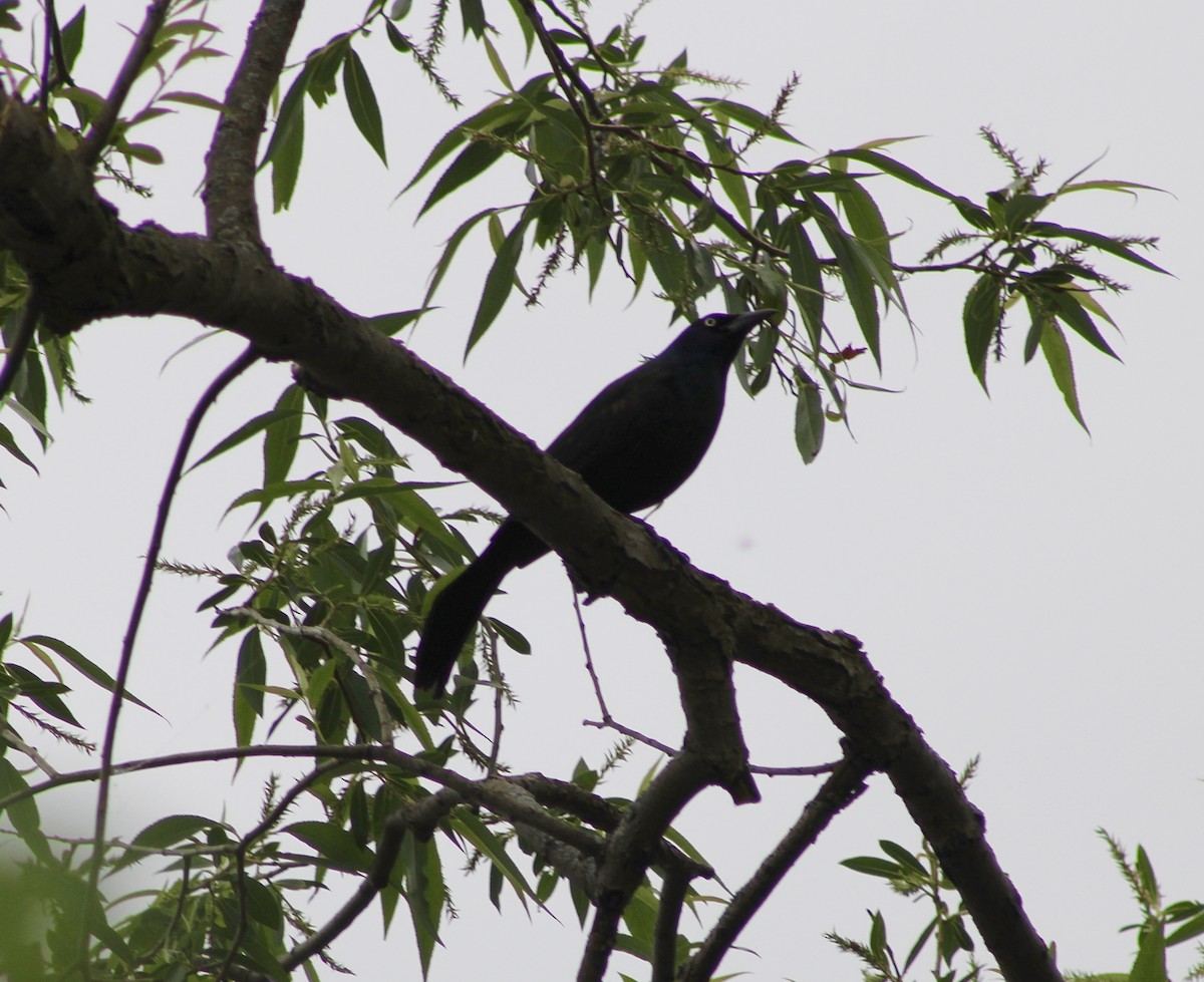 Common Grackle - India Digiacomo