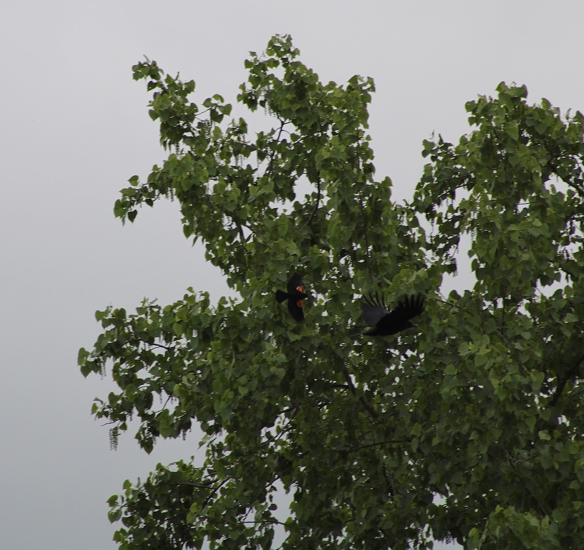 Red-winged Blackbird - ML619203636