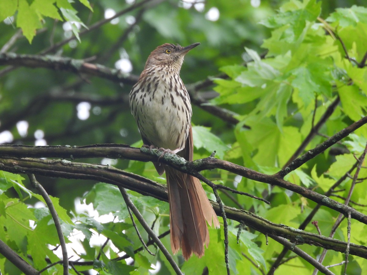 Brown Thrasher - Sarah Taylor