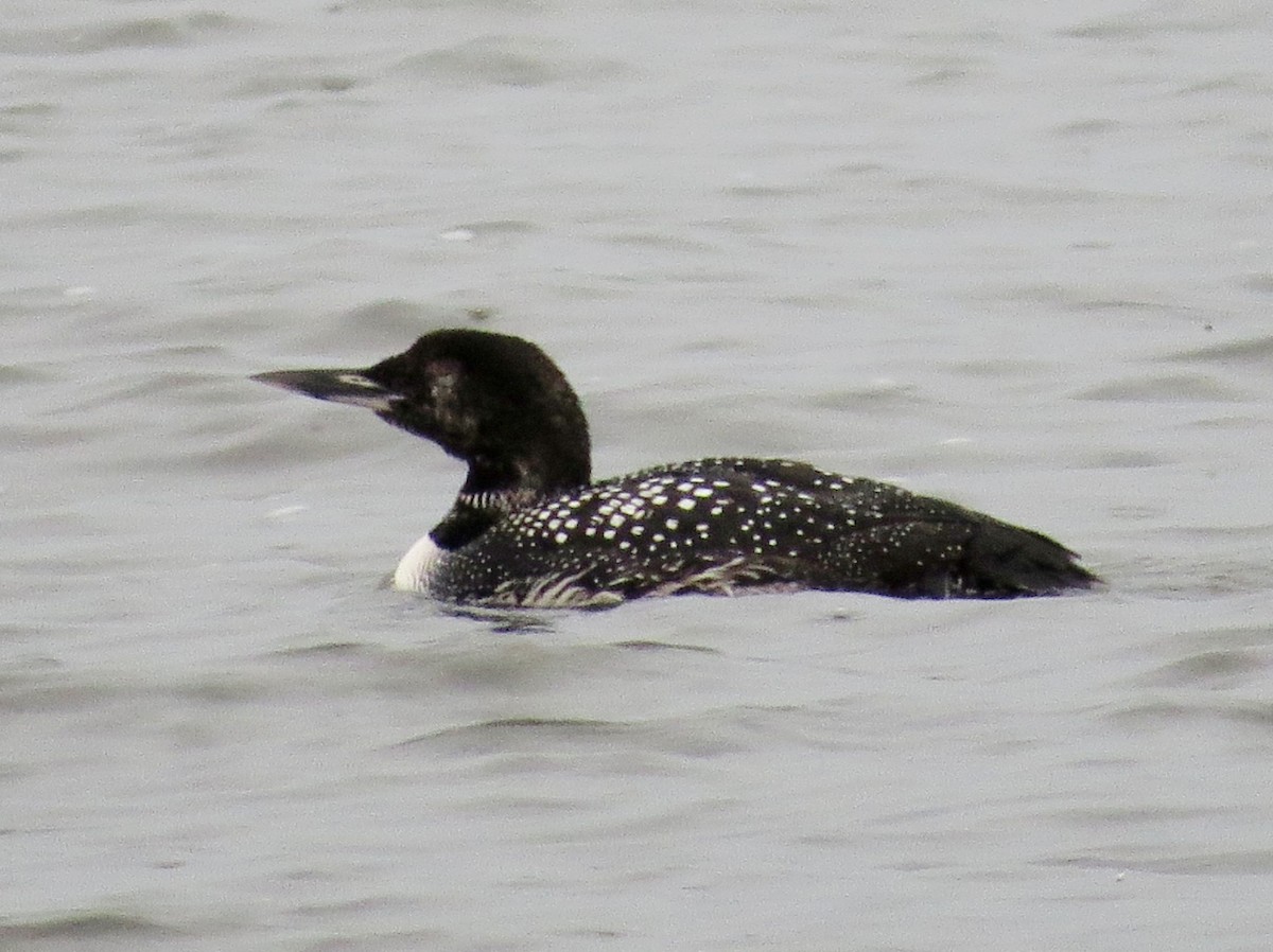 Common Loon - Douglas Richard