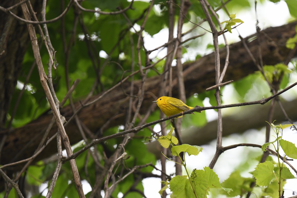 Yellow Warbler - ML619203643