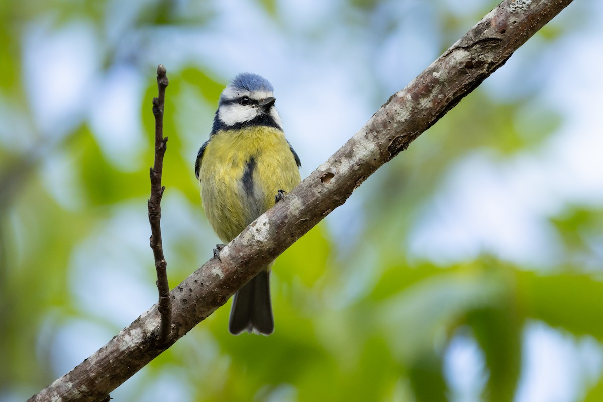 Eurasian Blue Tit - Joren van Schie