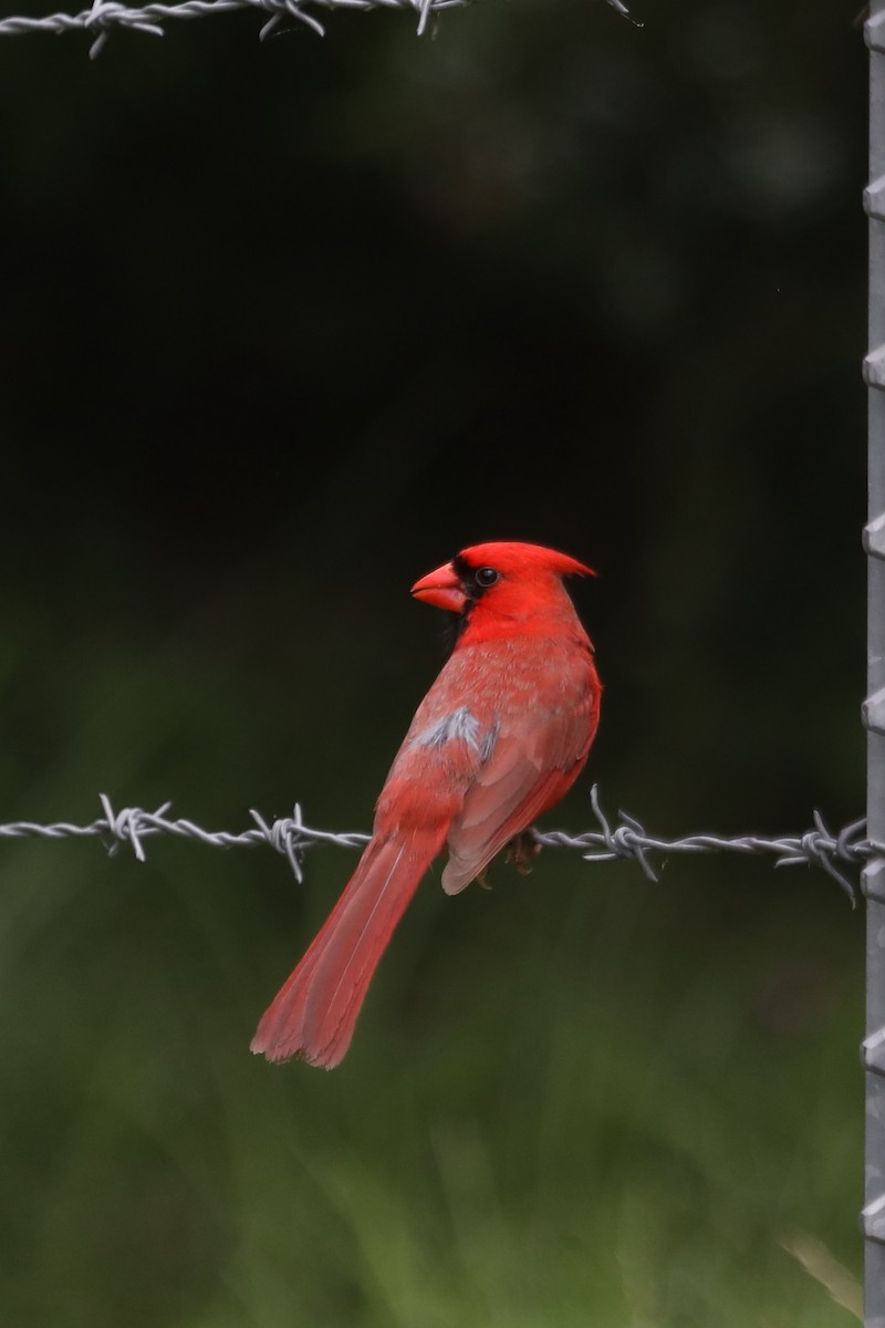 Cardinal rouge - ML619203646