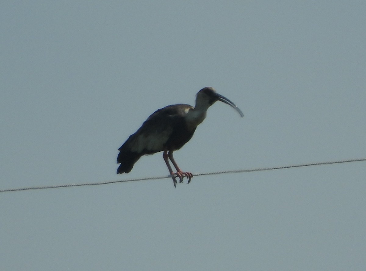 ibis bělokřídlý - ML619203647
