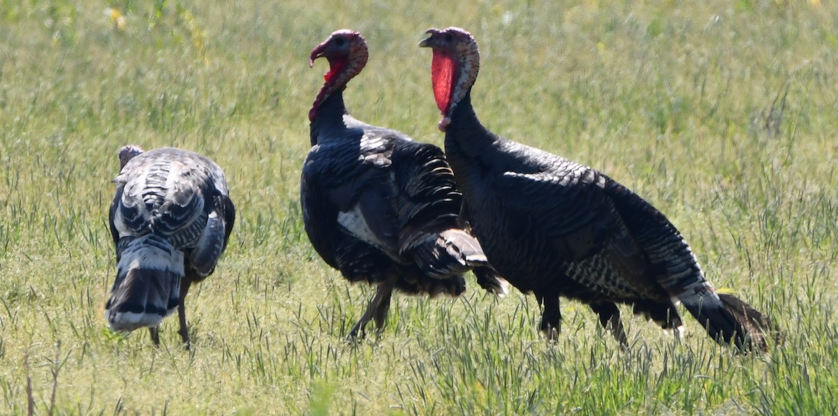 Wild Turkey - Gregory Hartman