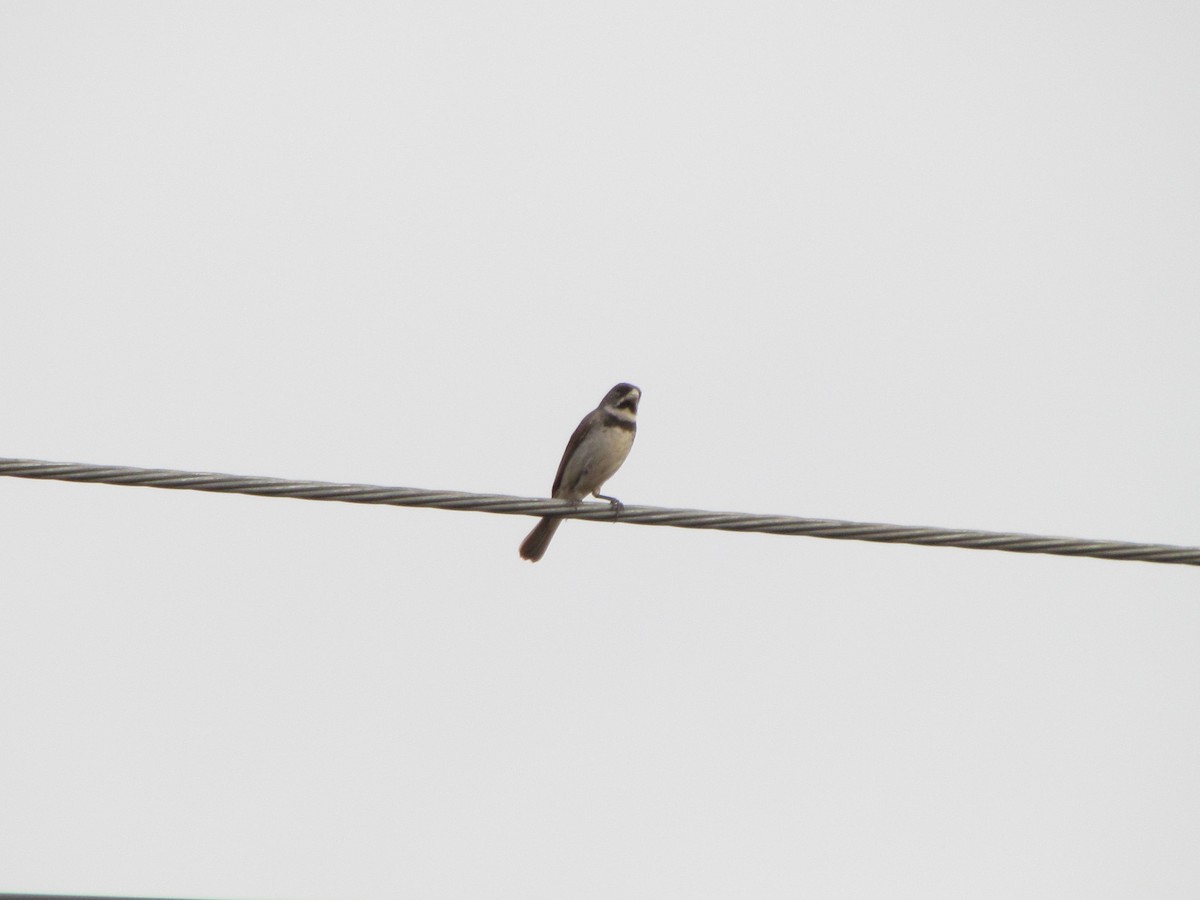 Double-collared Seedeater - Selene Torres V.