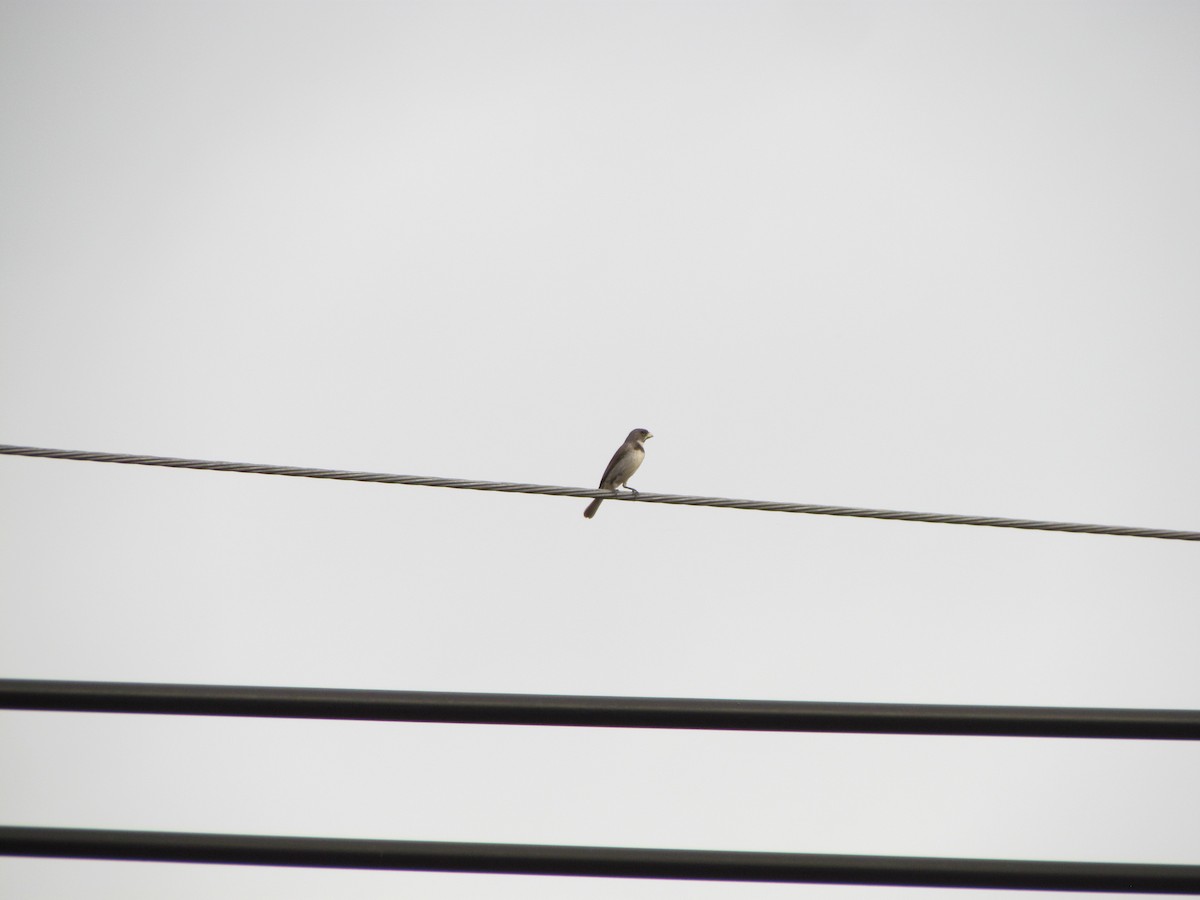 Double-collared Seedeater - Selene Torres V.