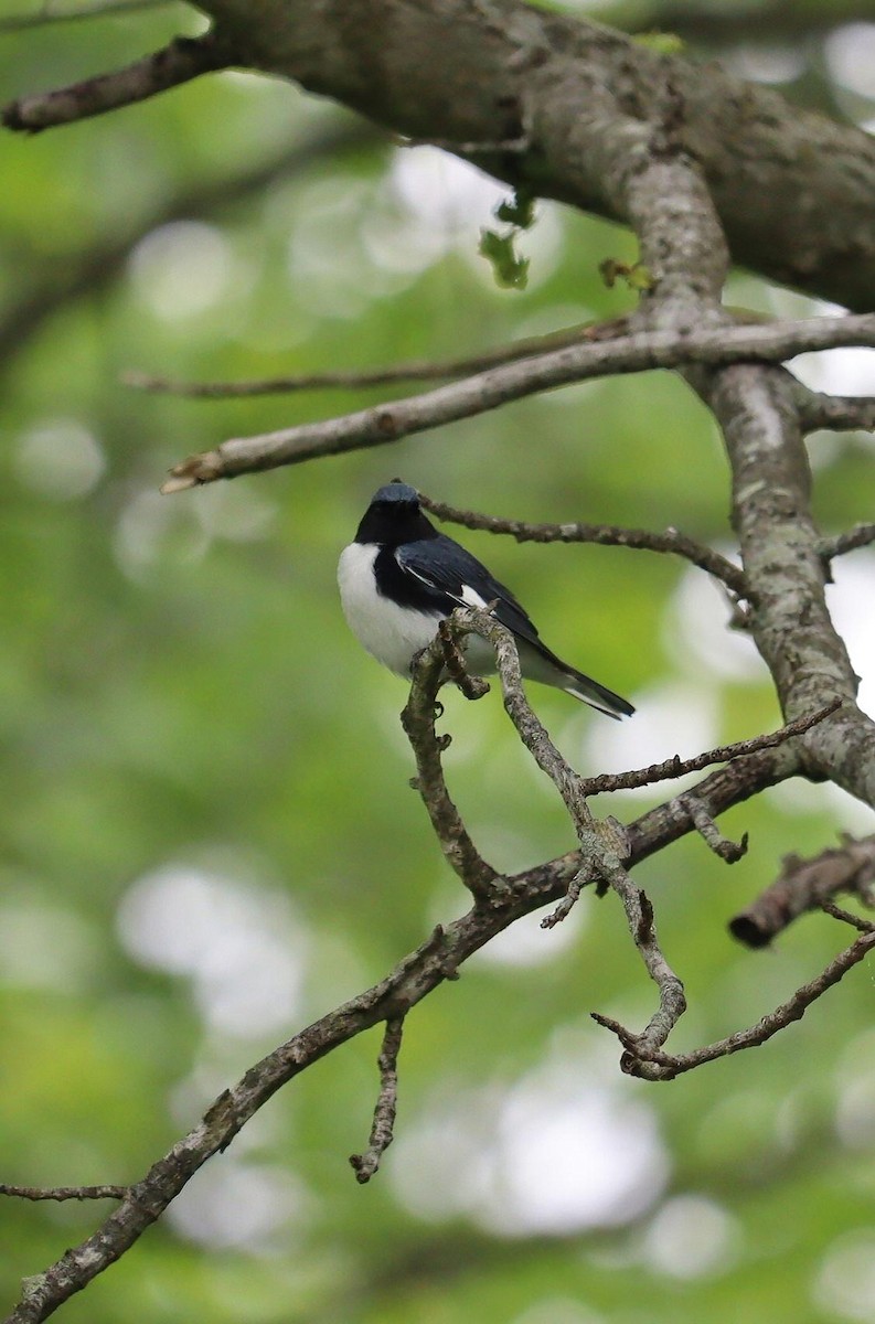 Black-throated Blue Warbler - Pete Shen